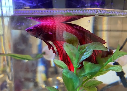 A bright red betta fish with a flowing tail swims in a tank.