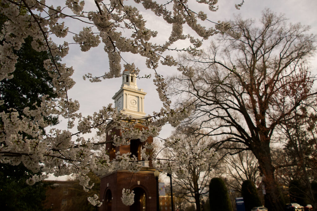 White buds blossoming from several branches which opens up into the view of a belltower.