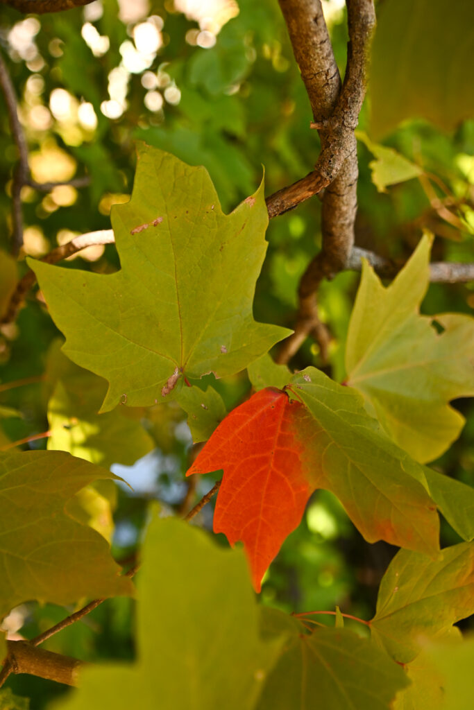 green leaves begin to change colors and turn a vibrant orange.