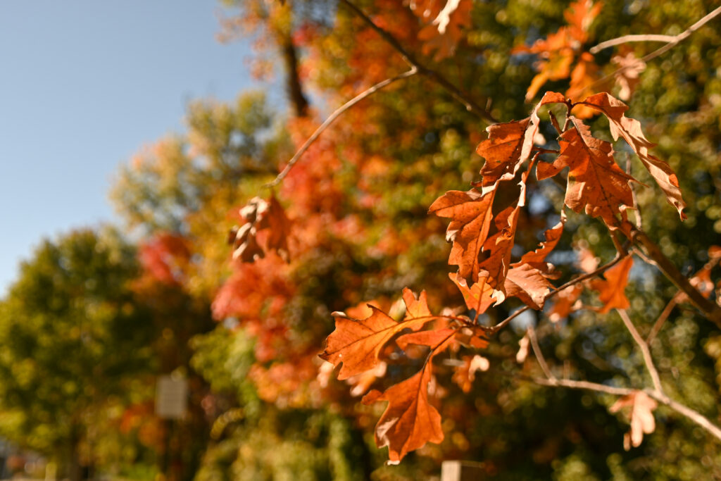 leaves that are beginning to dry hang to a low branch.