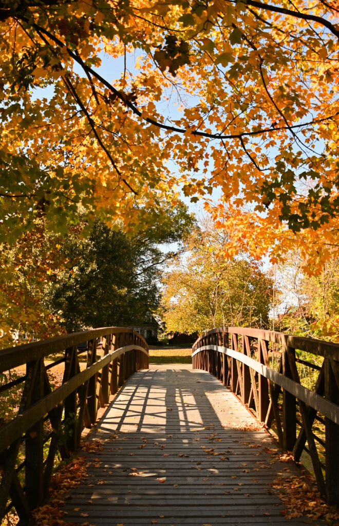 tree bows create an archway over a bridge.